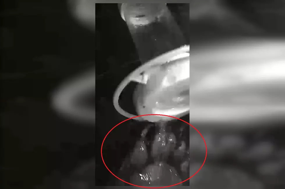 Bear Caught on Security Camera Guzzling from Hummingbird Feeder
