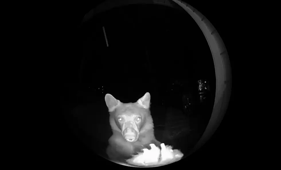 Watch a Bear Surprise a Family By Ringing Their Doorbell