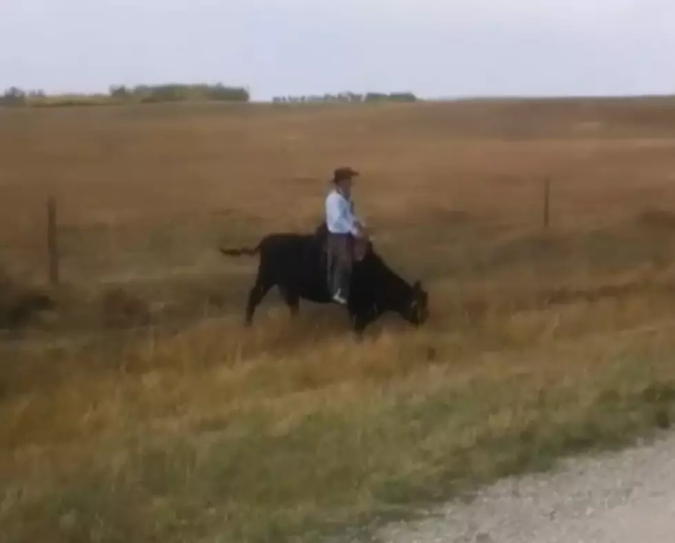 Not All Cowboys Ride Horses…Apparently Some Ride Cows