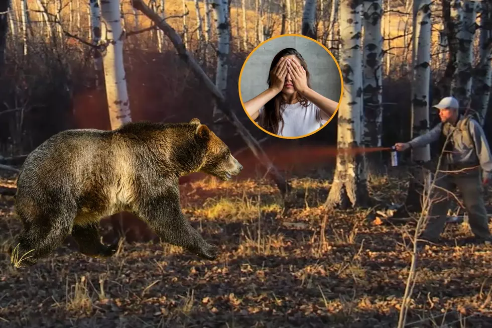 Big Bears Can Move Really Quickly Are You Prepared?
