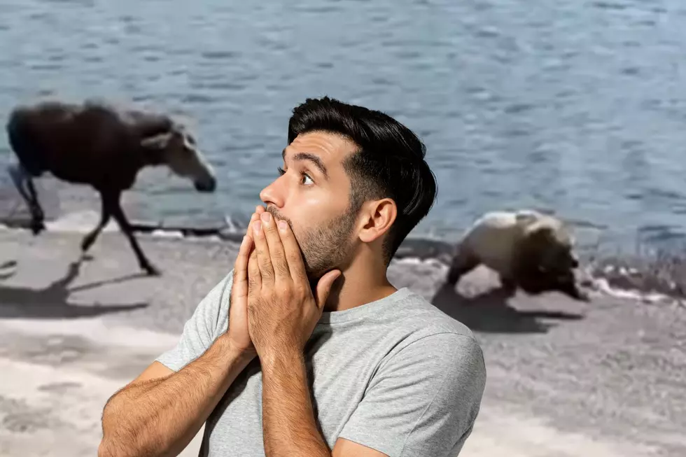 VIDEO: A Moose Flips The Script On A Big Old Bear