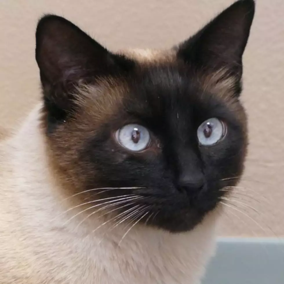New Study Suggests That Some of us May Be Cat Whisperers