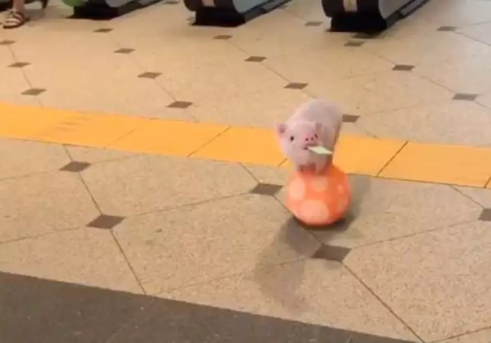 This Virtual Pig Looks Real & Fools People In New Video